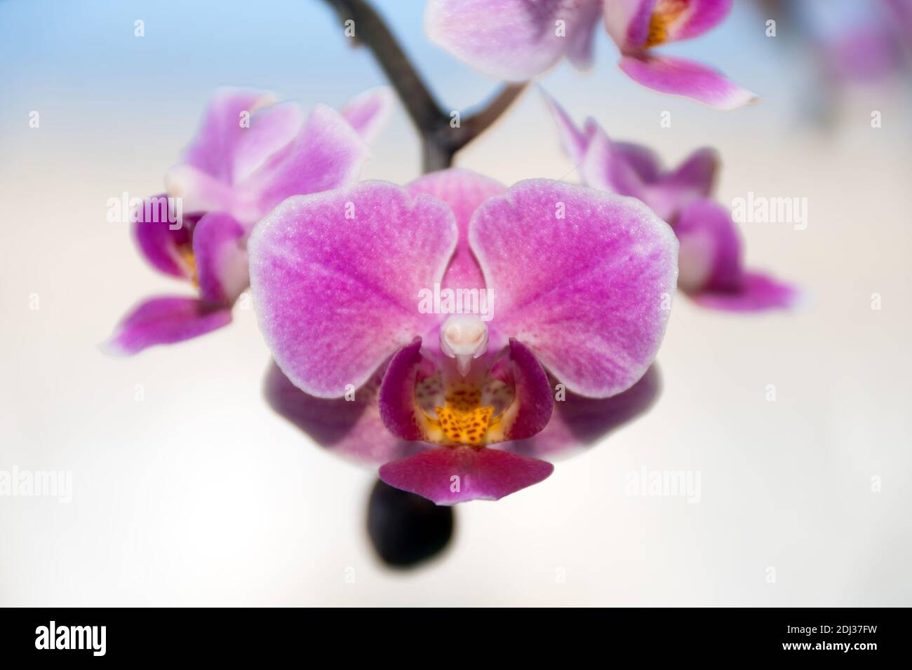 Fiore di orchidea in miniatura Phalaenopsis Vienna primo piano. Foto Stock