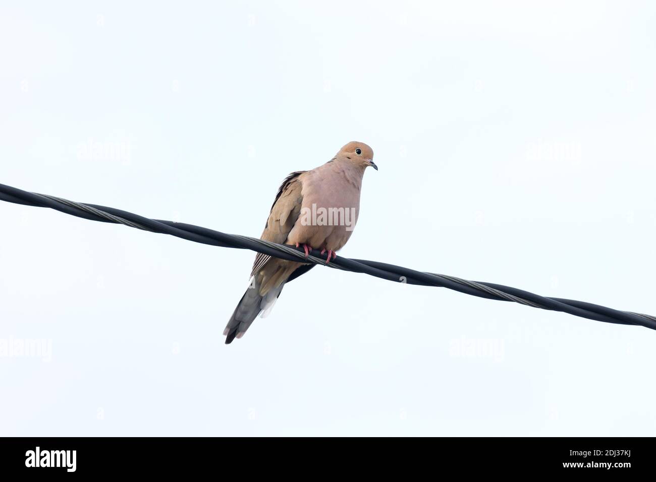 Mourning dove (Zenaida macroura) arroccato su un filo, Long Island, New York Foto Stock