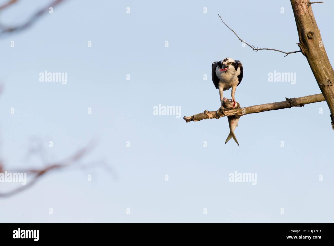 Osprey (Pandion haliaetus) che si nutra su un pesce, Long Island, New York Foto Stock
