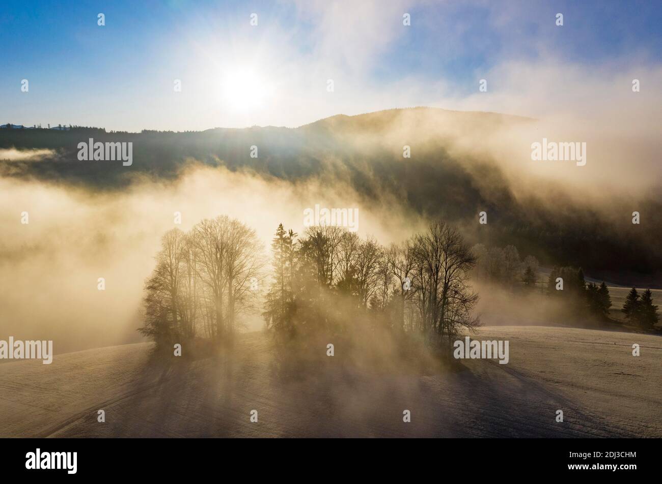 Gruppo di alberi che si innalzano dal mare di nebbia, tempo di inversione, colpo di drone, vista aerea, Mondseeland, Salzkammergut, Austria superiore, Austria Foto Stock