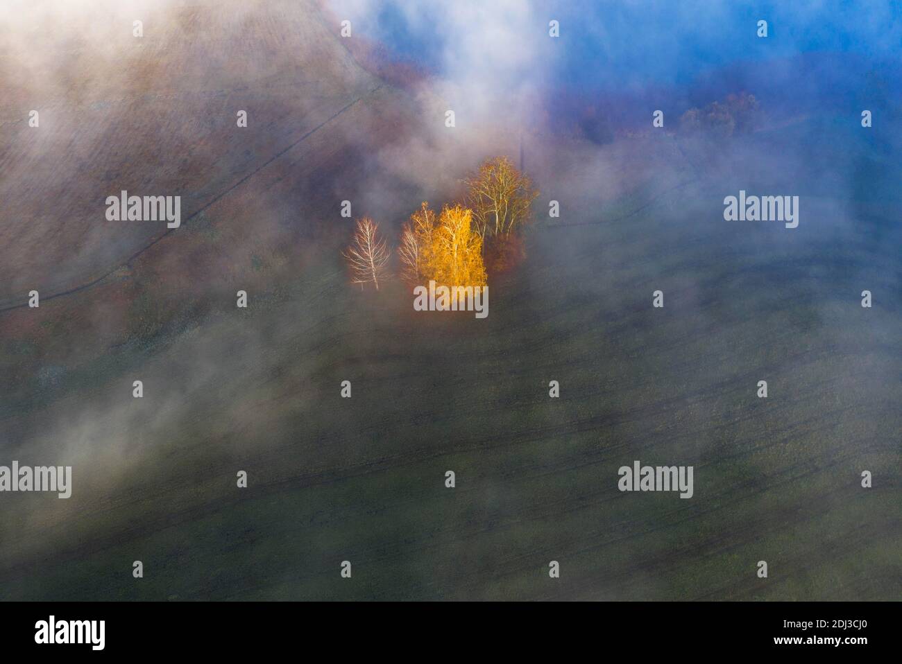 Gruppo di alberi che si innalzano dal mare di nebbia a Irrsee, situazione meteorologica di inversione, colpo di drone, vista aerea, Mondseeland, Salzkammergut, Upper Foto Stock