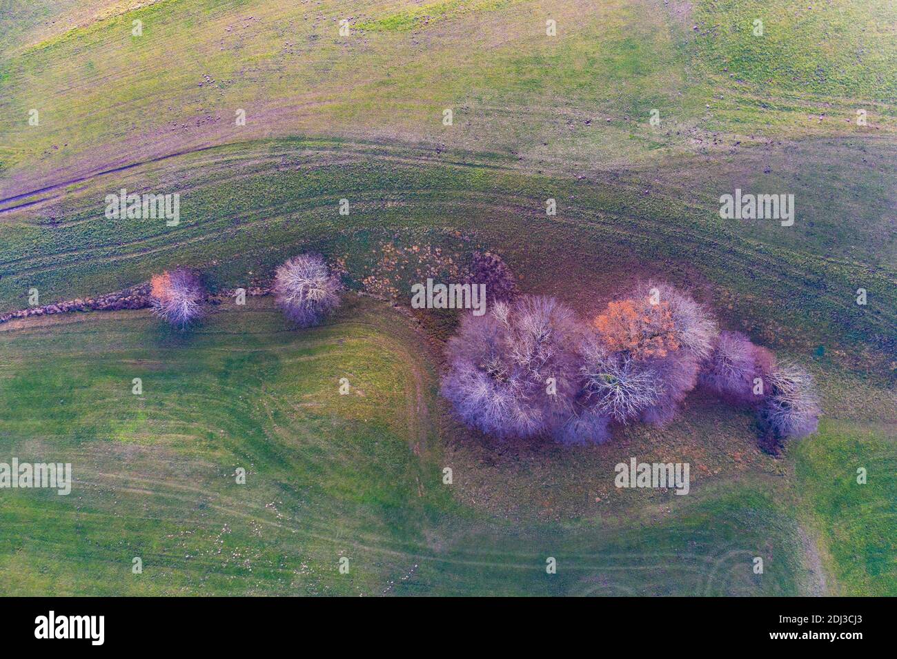 Gruppo di alberi in un prato con tracce di veicoli, dall'alto, paesaggio agricolo, strutture, vista aerea, foto del drone, Mondseeland, Salzkammergut Foto Stock