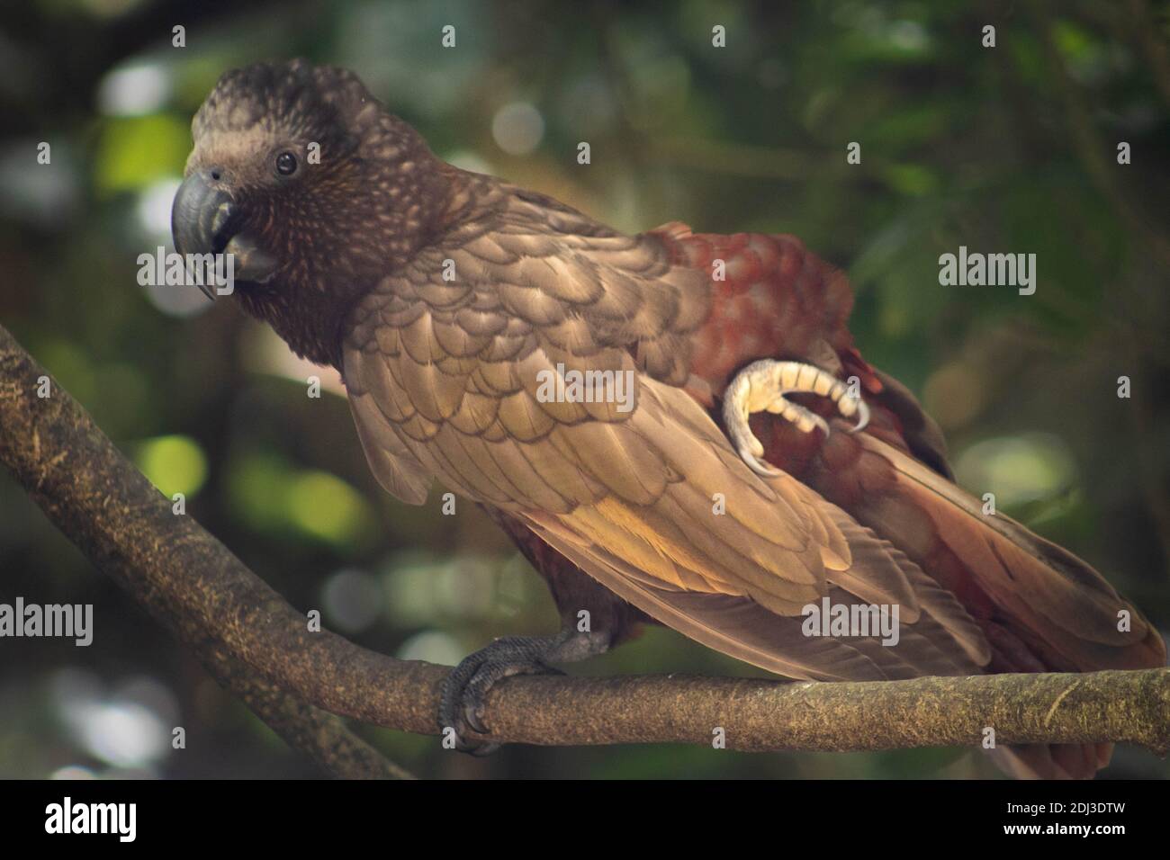 Kaka con personalità Foto Stock