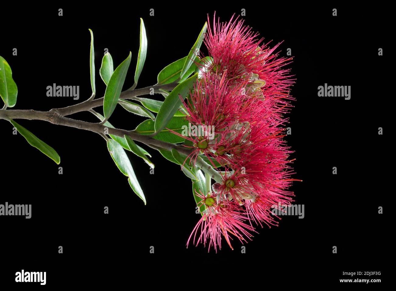 Fiori e foglie della Nuova Zelanda pohutukawa albero contro uno sfondo nero Foto Stock