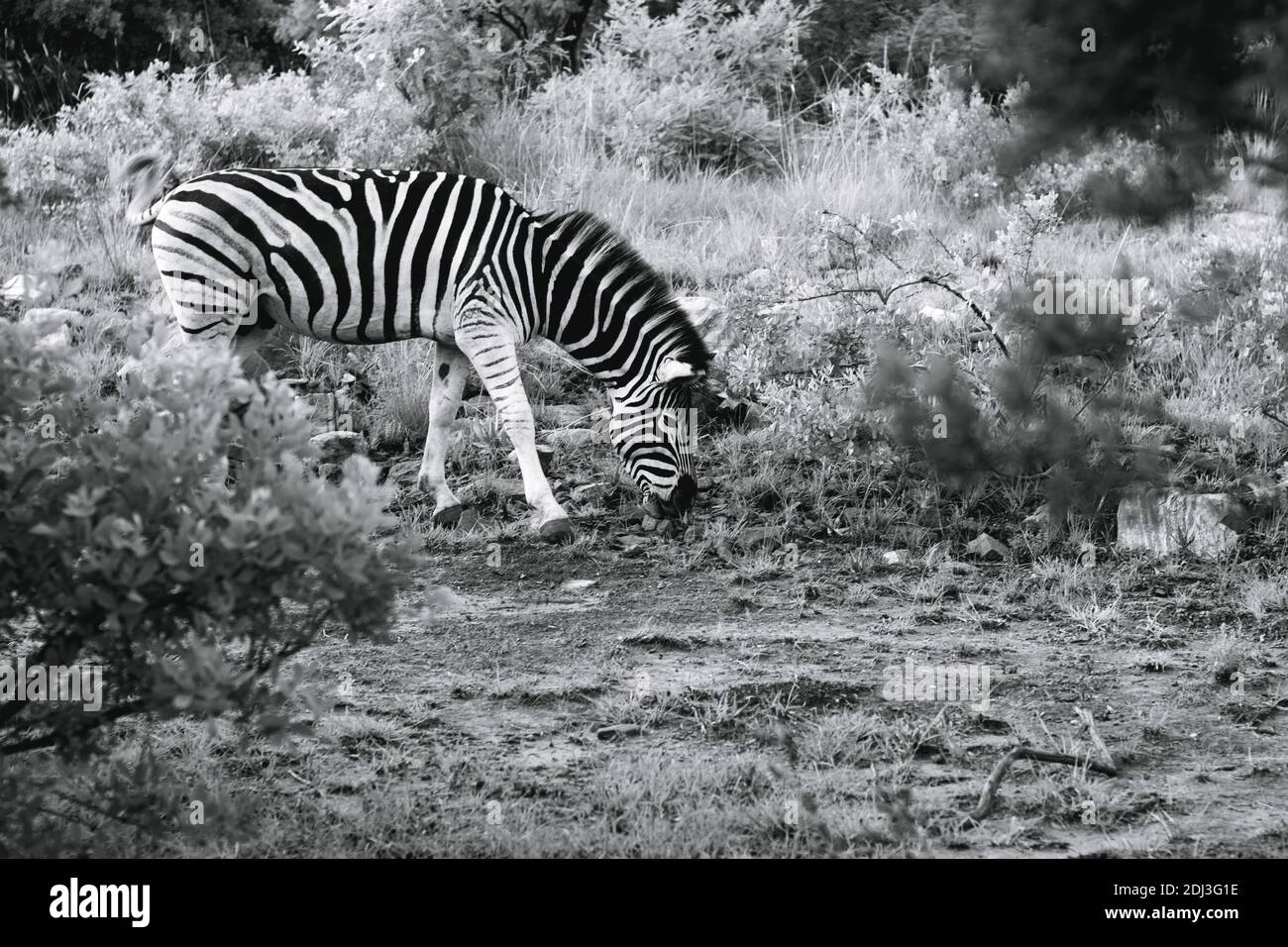 Immagine in bianco e nero di una zebra Foto Stock