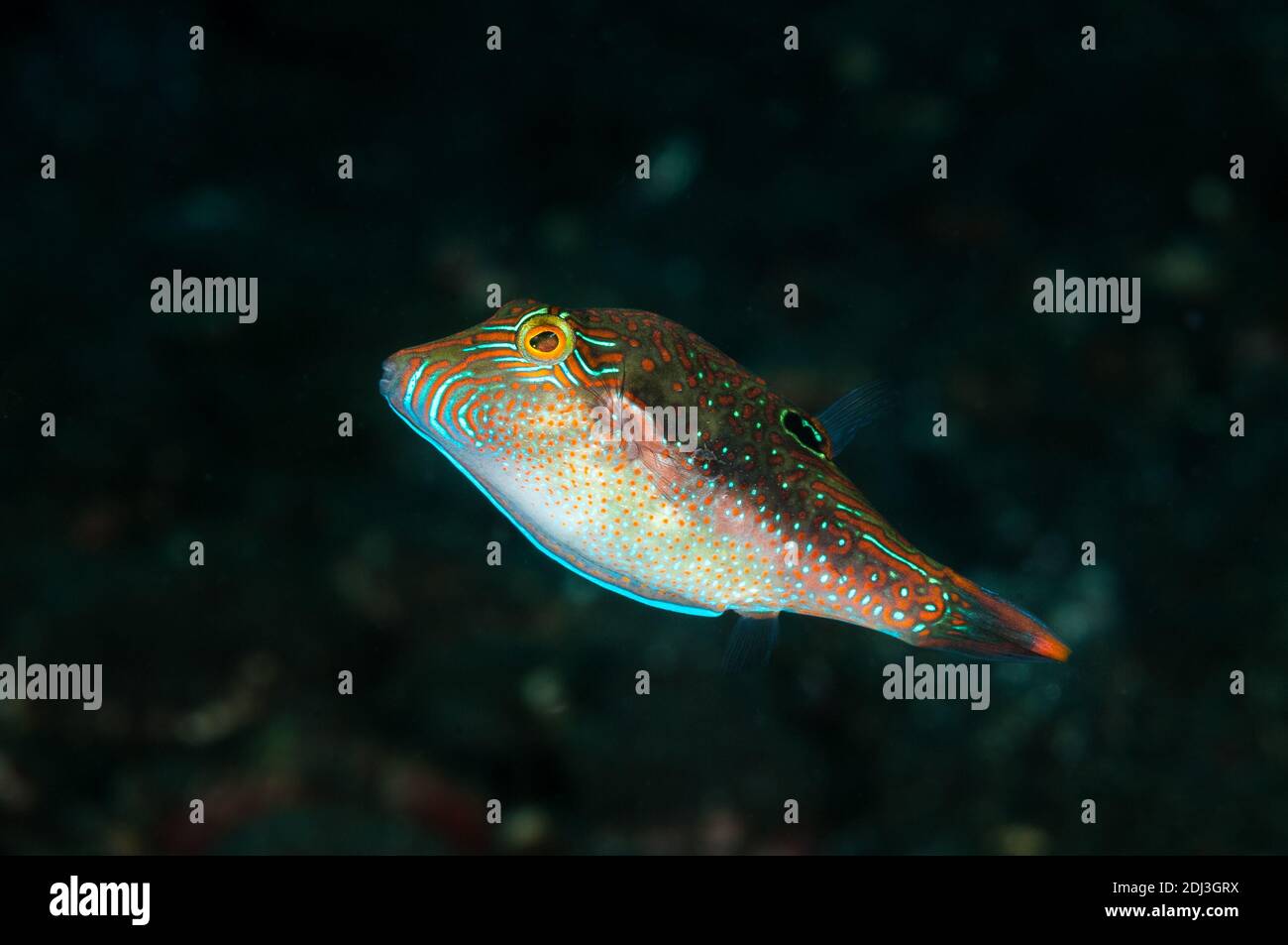 Papuan Toby, Canthigaster papua, Tulamben, Bali, Indonesia Foto Stock