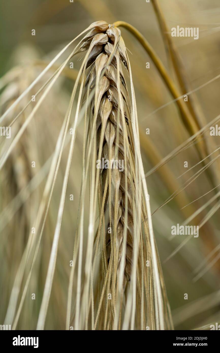 Punte dorate mature di Barley nel campo. Orecchie di Barley. Spikelets. Raccolto di cereale. Primo piano. Macro. Foto Stock