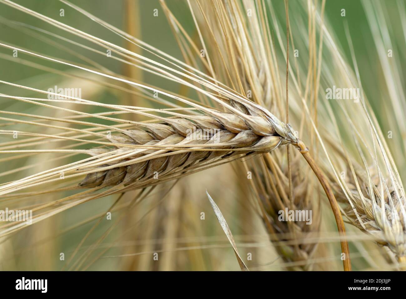 Punte dorate mature di Barley nel campo. Orecchie di Barley. Spikelets. Raccolto di cereale. Primo piano. Macro. Foto Stock