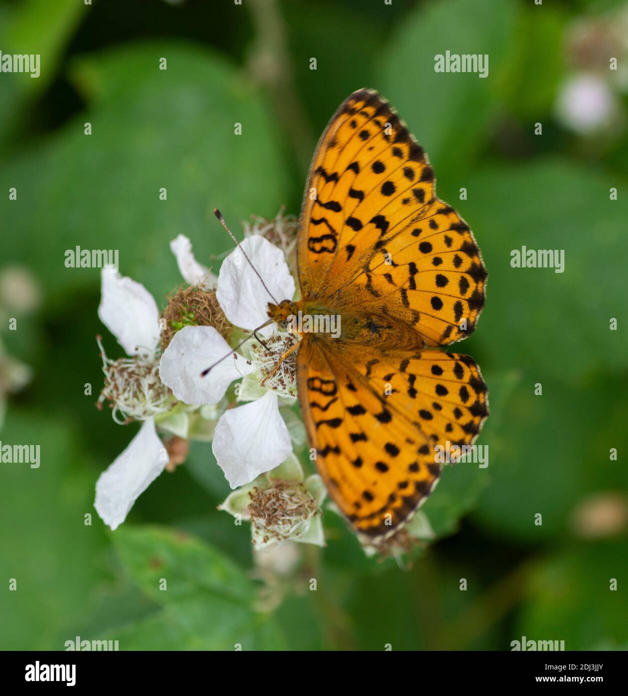 La Regina di Spagna fritillary. Issoria lathonia . Farfalla della famiglia Nymphalidae . Foto Stock