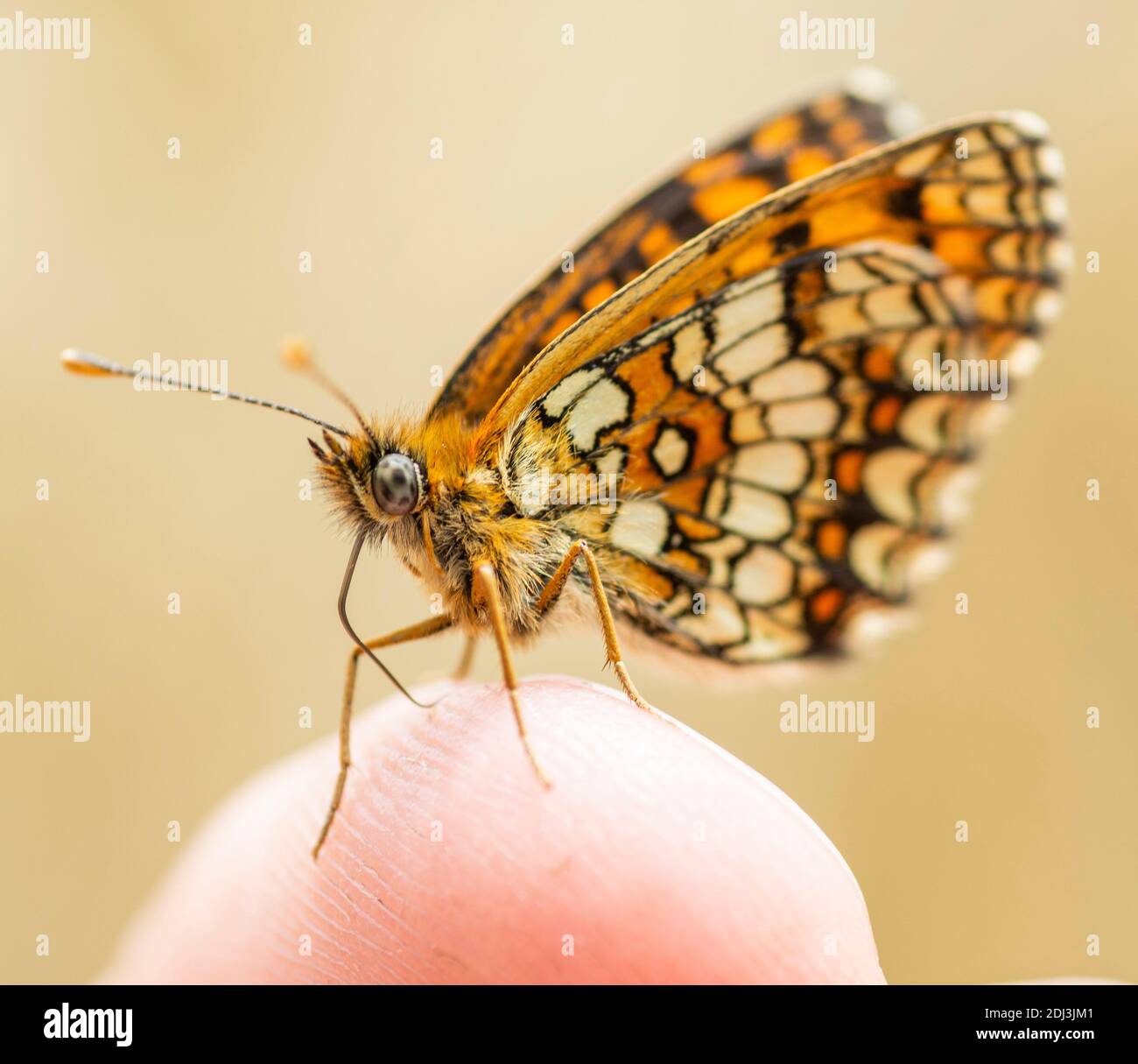 La Regina di Spagna fritillary. Issoria lathonia . Farfalla della famiglia Nymphalidae . Foto Stock
