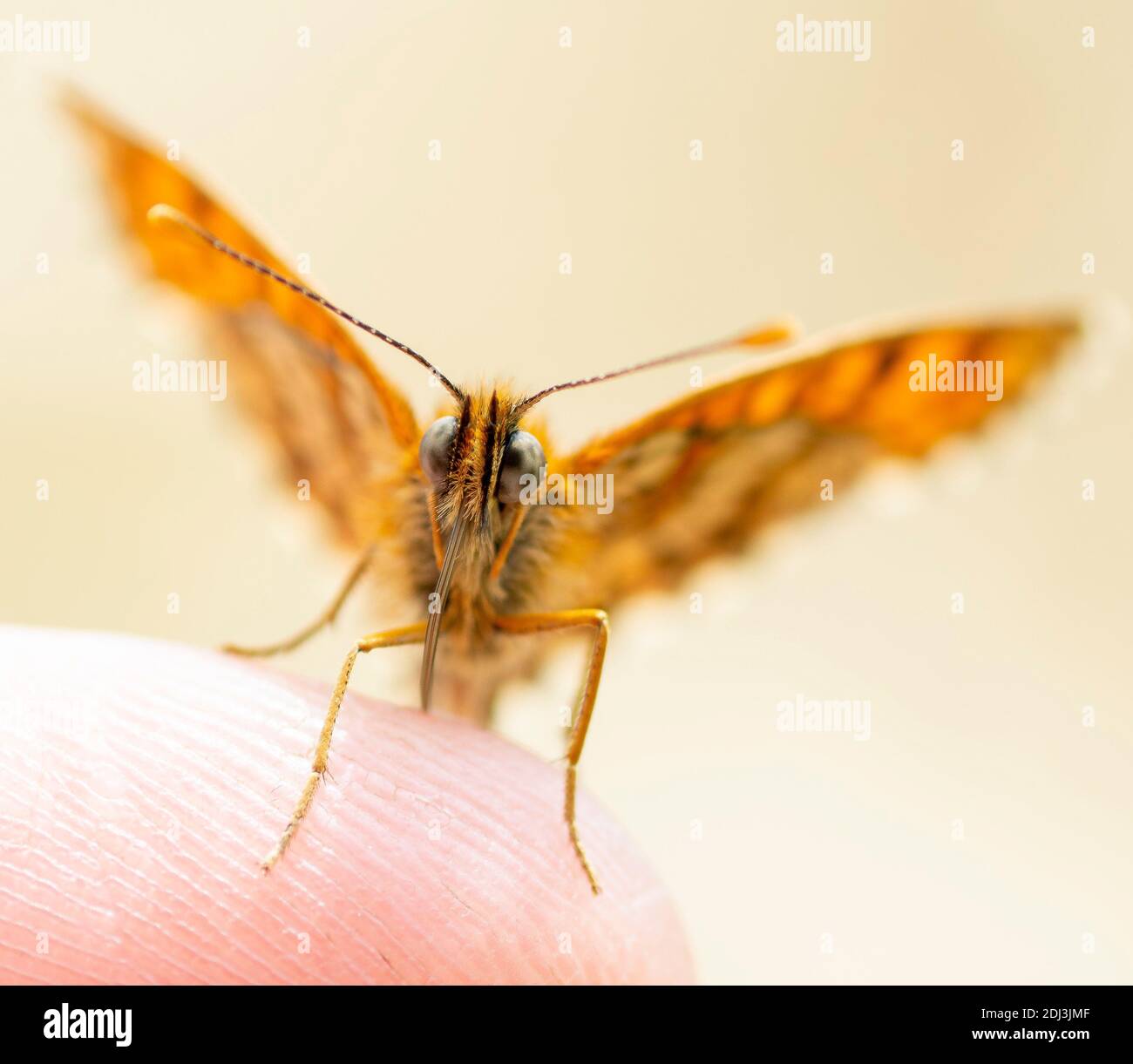 La Regina di Spagna fritillary. Issoria lathonia . Farfalla della famiglia Nymphalidae . Foto Stock