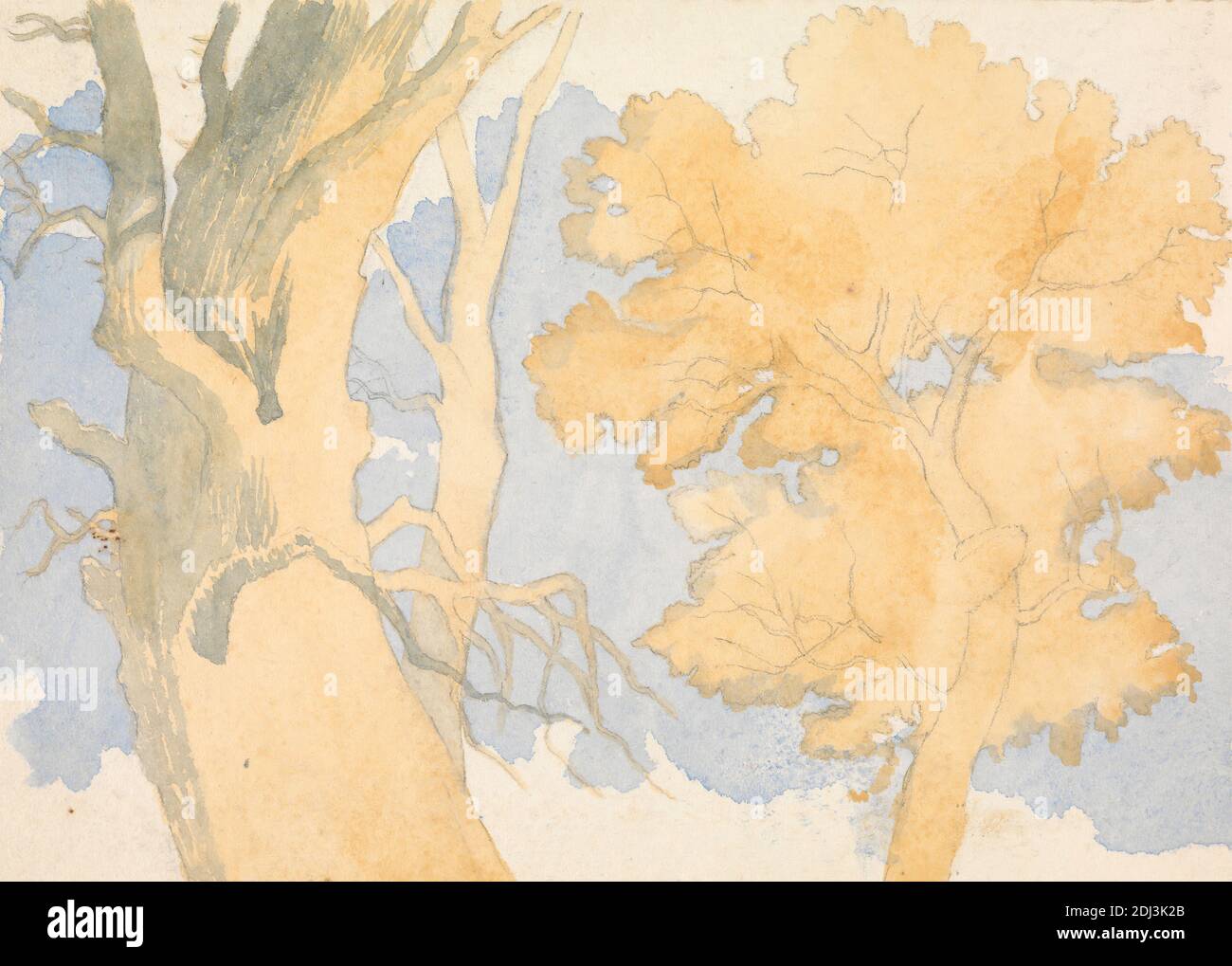 Alberi, Richard Pettigrew Leitch, attivo 1870, ca. 1870, acquerello e grafite su carta di wove crema di spessore moderato, leggermente testurizzata, foglio: 5 × 7 pollici (12.7 × 17.8 cm Foto Stock
