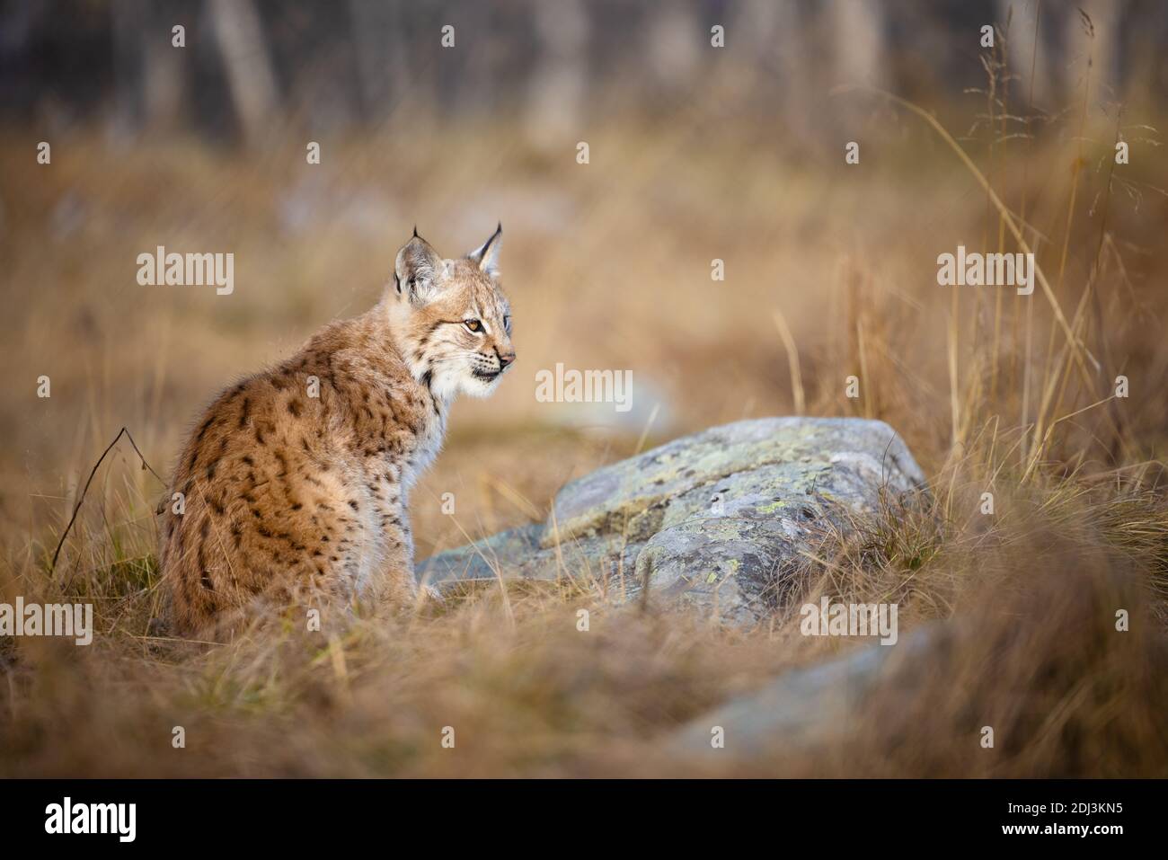 Primo piano di un bellissimo cucciolo eurasiatico di lince seduto nel foresta Foto Stock