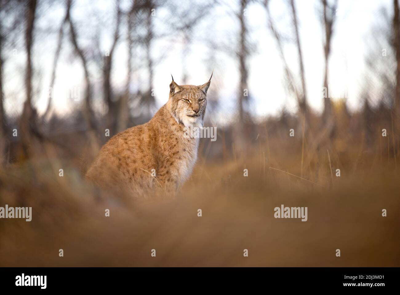 Lince eurasiatica siede nell'erba sul terreno di foresta dentro la sera Foto Stock