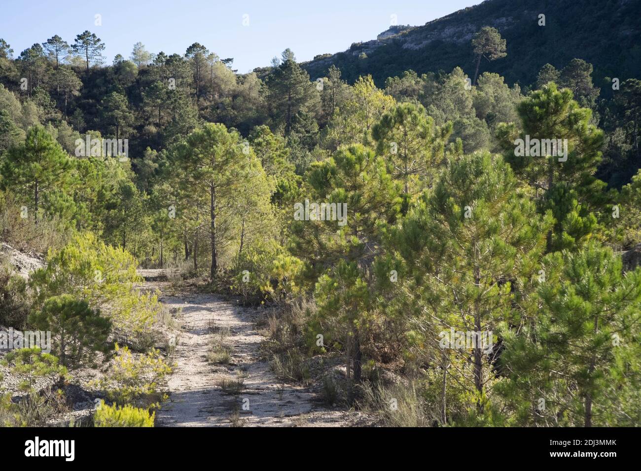 Una pista forestale nei pressi di una collina nella campagna spagnola Foto Stock