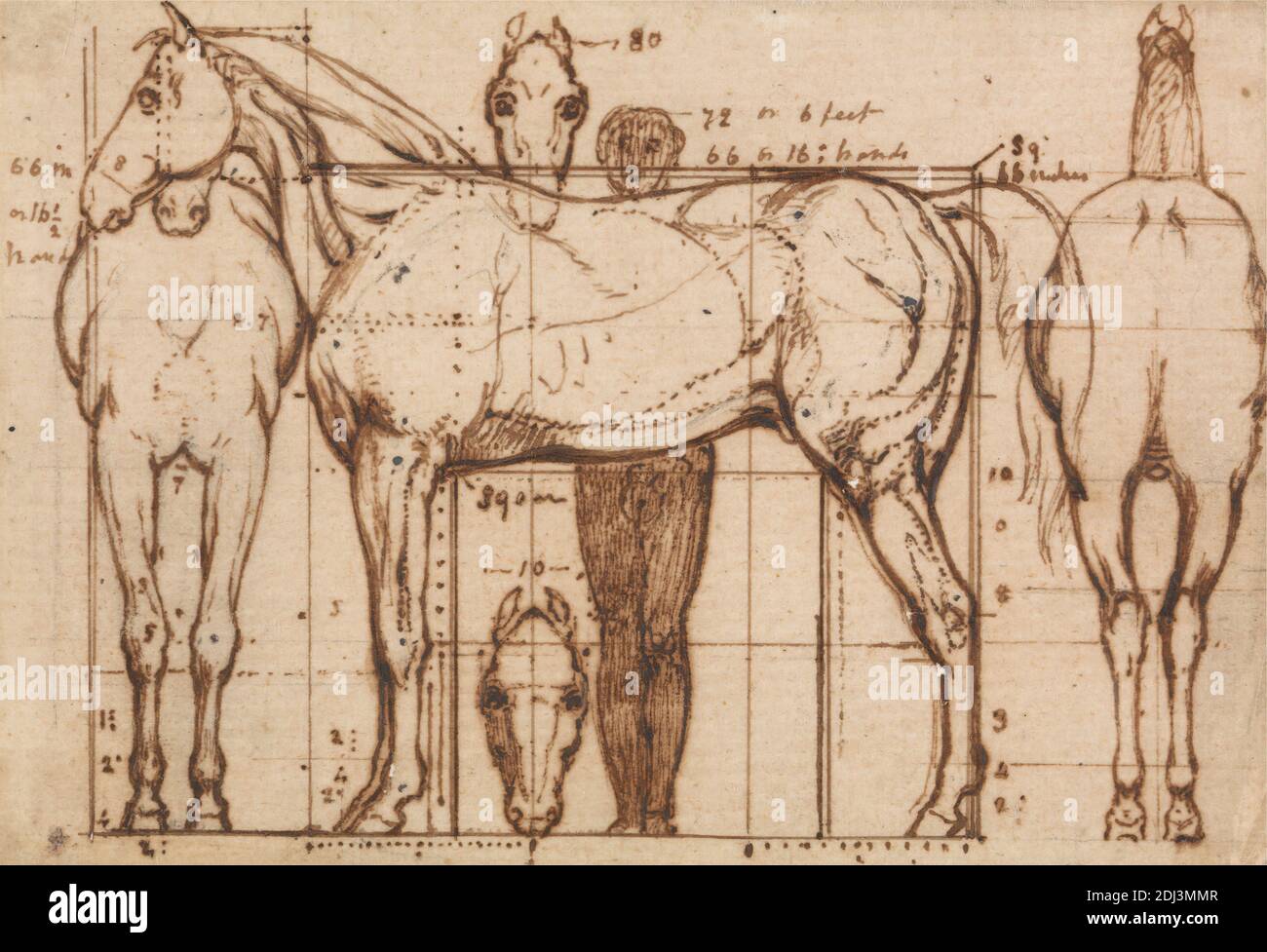 Studio anatomico di un Cavallo, William Mulready, 1786–1863, irlandese, non satinato, penna, in inchiostro marrone su terreno, moderatamente testurizzato, bianco blu, carta deformato, foglio: × × 7/16 cm (3 7.6 4 11.3 pollici), studio anatomico, arte animale, studio figurativo, cavallo (animale Foto Stock