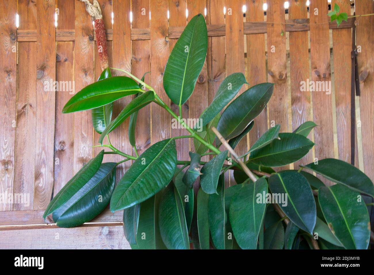 Primo piano di foglie verdi di piante di fichus, su fondo di parete di legno. Impianto Ficus elastica. Piante da interno in una pentola, ficus benjamina, fico, ru indiano Foto Stock