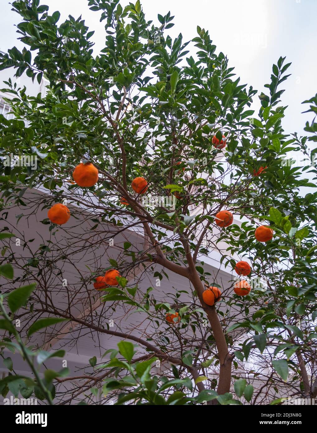 Albero tangerino nel cortile di una casa nella città vecchia di Nicosia, isola di Cipro Foto Stock