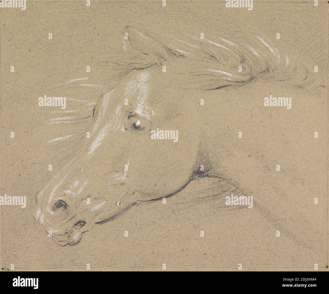 Testa e collo di un Cavallo spaventato, Profilo sinistro, Henry Thomas Alken, 1785–1851, inglese, non trattato, grafite e gouache bianco su carta spessa, ruvida, marrone, wove, foglio: 4 9/16 × 5 1/2 pollici (11.6 × 14 cm), Contemporary Drawn Border: 4 3/8 × 5 5/16 pollici (11.1 × 13.5 cm), e immagine: 4 1/4 × 5 3/16 pollici (10.8 × 13.2 cm), arte animale Foto Stock