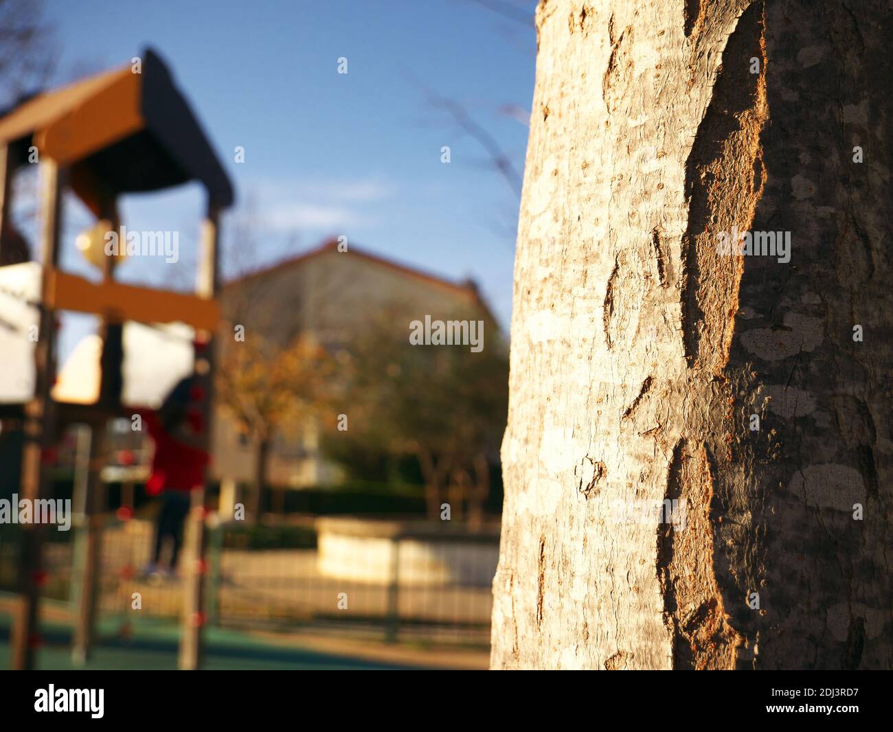 Primo piano su un albero con un parco giochi vuoto sullo sfondo Foto Stock