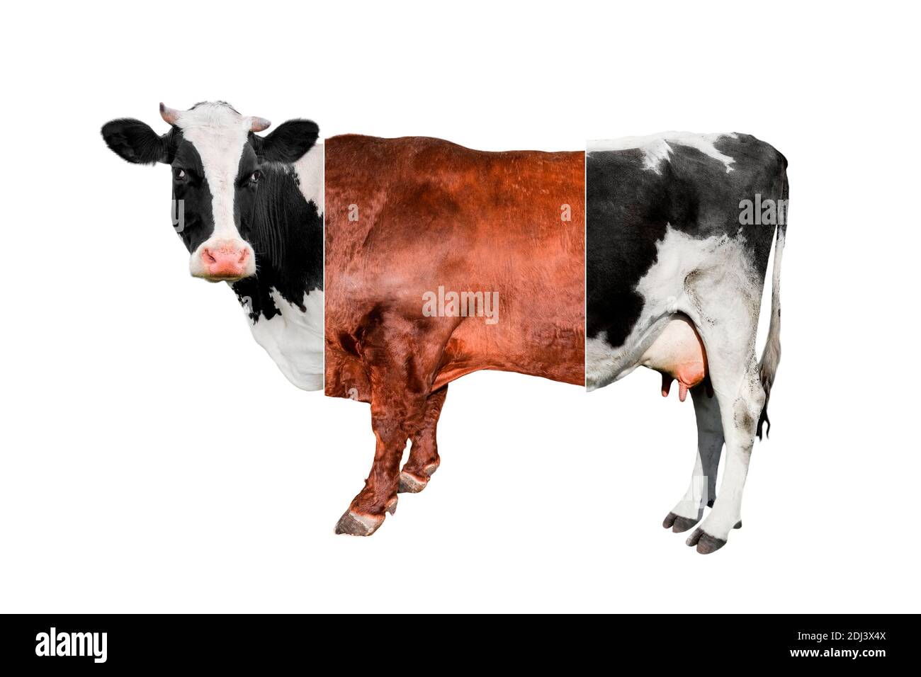 Collage Creative Cow isolato su sfondo bianco. Mucca fatta di tre lunghezza intera Foto Stock