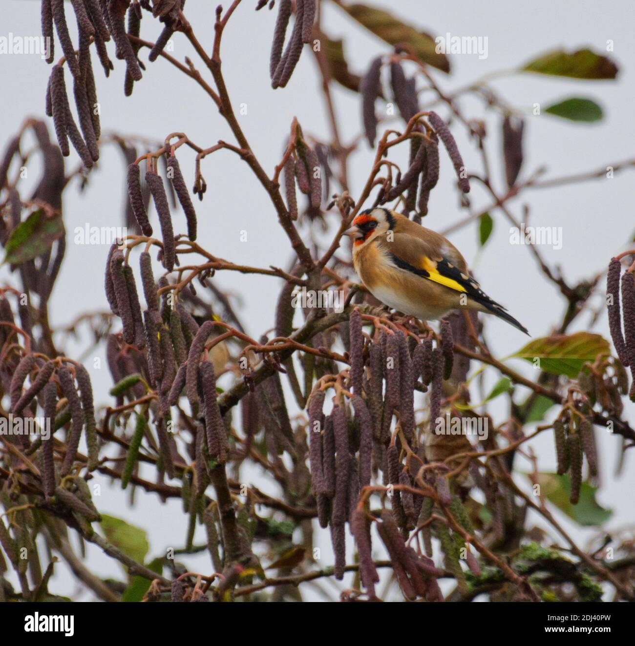 Cardellino Foto Stock