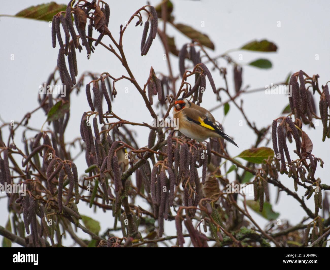 Cardellino Foto Stock