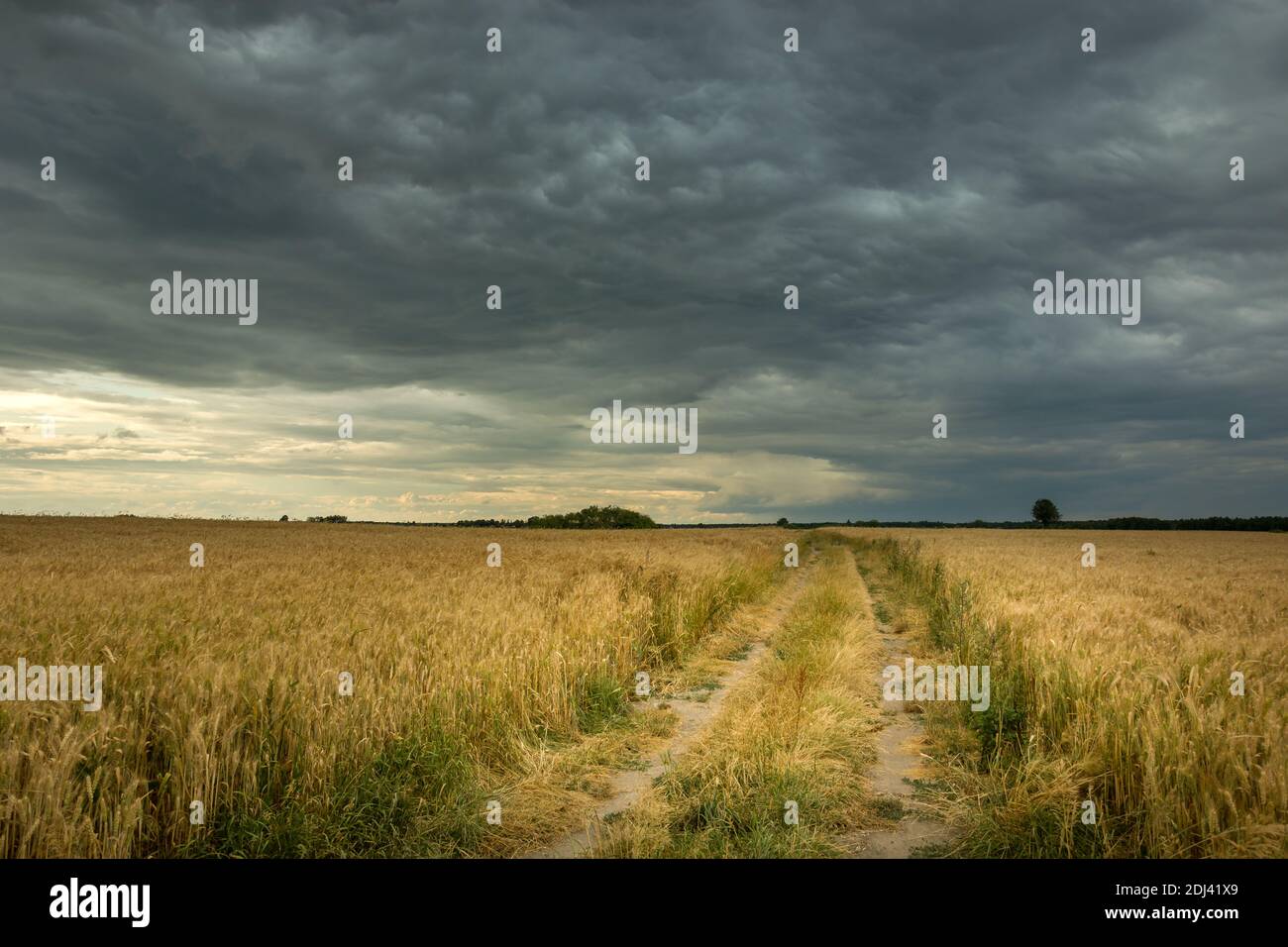 Strada sterrata in un campo di grano e nuvole scure su il cielo Foto Stock