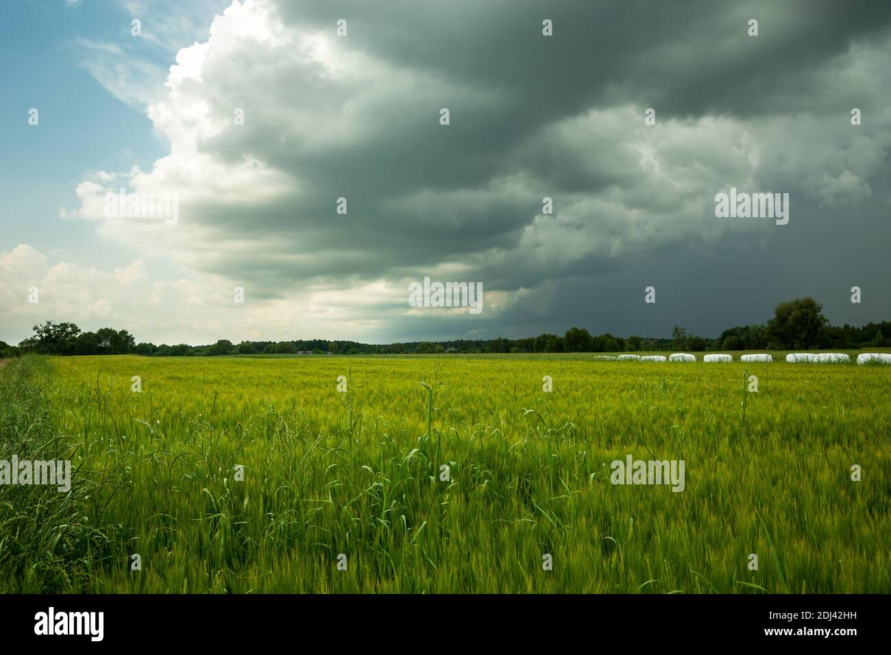 Campo di orzo verde e nube tempesta su cielo Foto Stock