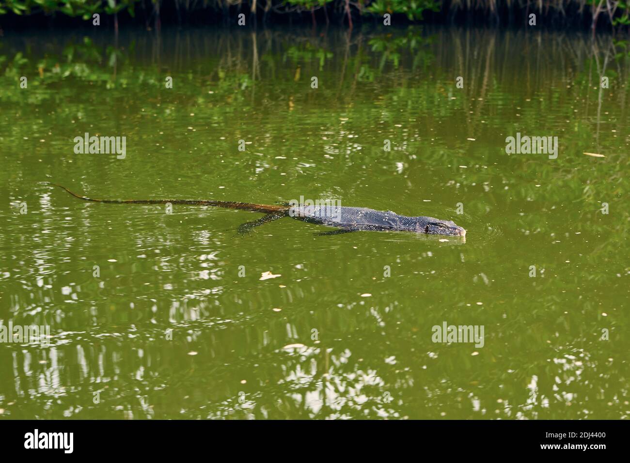 Lucertola di monitoraggio dell'acqua durante il nuoto in laguna. Animali selvatici nello Sri Lanka. Foto Stock