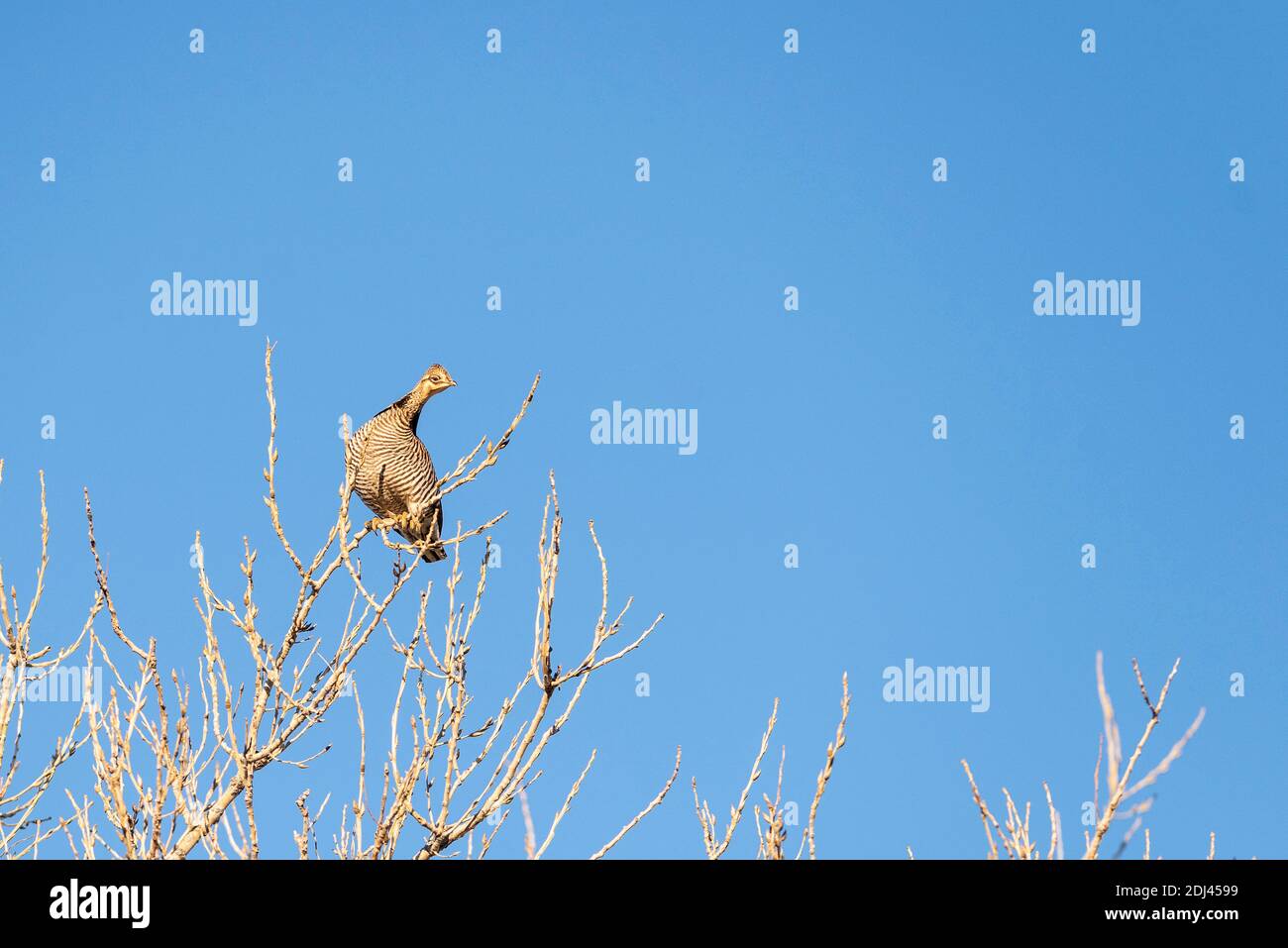 Greater Prairie Chickens in una tarda mattinata autunnale in Kansas Foto Stock