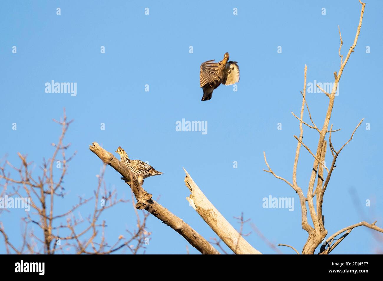 Greater Prairie Chickens in una tarda mattinata autunnale in Kansas Foto Stock