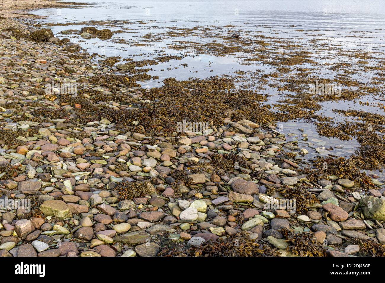 Alghe sulla spiaggia di ciottoli (Strand) Isola di Valentia, Contea di Kerry, Irlanda Foto Stock