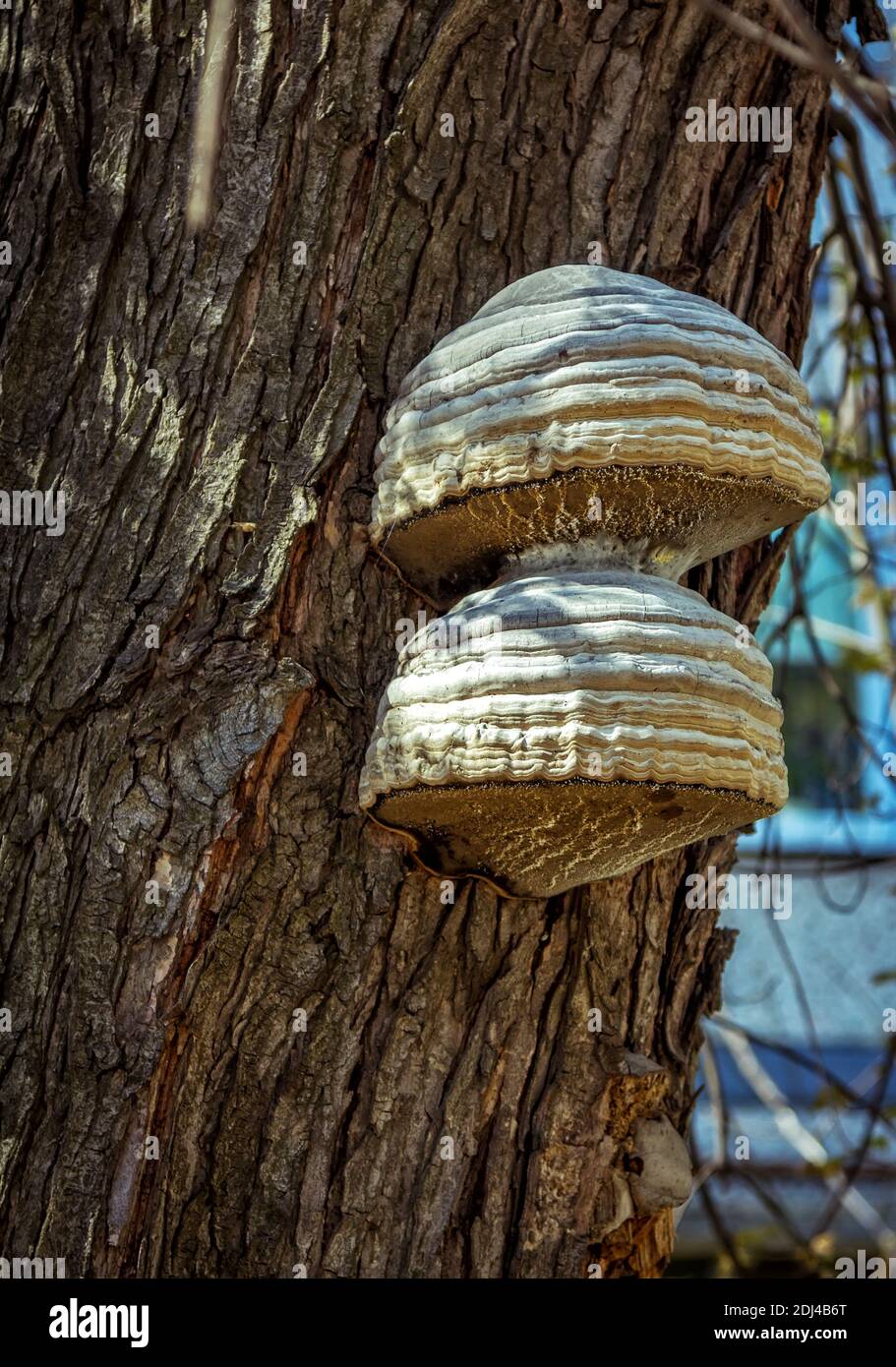 Fungo di Chaga - Inonotus obliquus - che cresce su un tronco di albero in una foresta. Fungo di scaffale usato in medicina alternativa Foto Stock