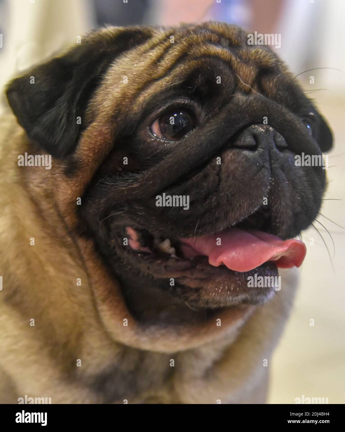Ritratto di un pug un piccolo cane con un rugoso, corto-imbavagliata faccia, e riccio di coda. Foto Stock