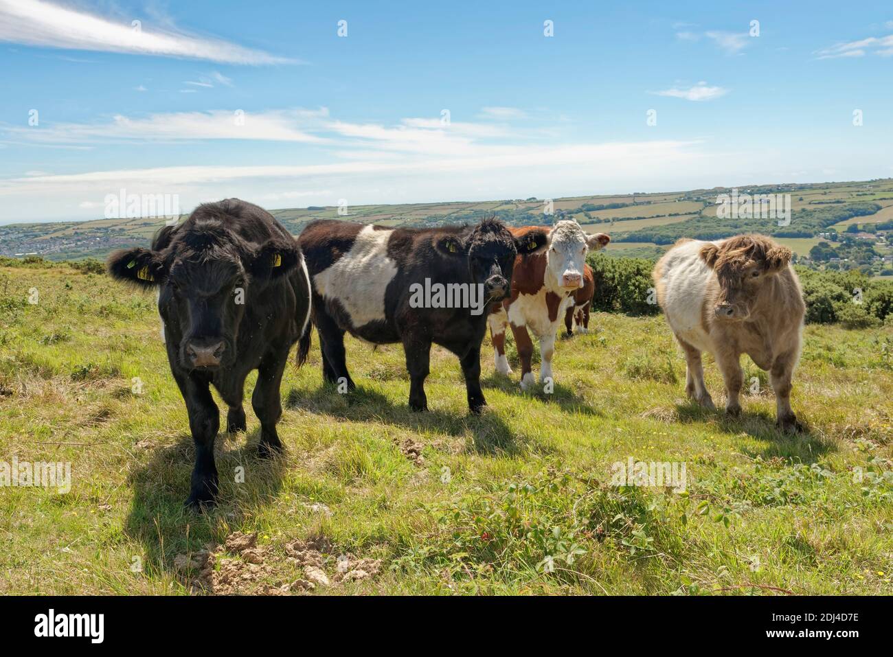 Bestiame Galloway Belted (Bos taurus) tori pascolo prateria gesso per tenere macchia e bosco a baia, Ballard Down, Corfe Castle, Dorset, UK, luglio. Foto Stock