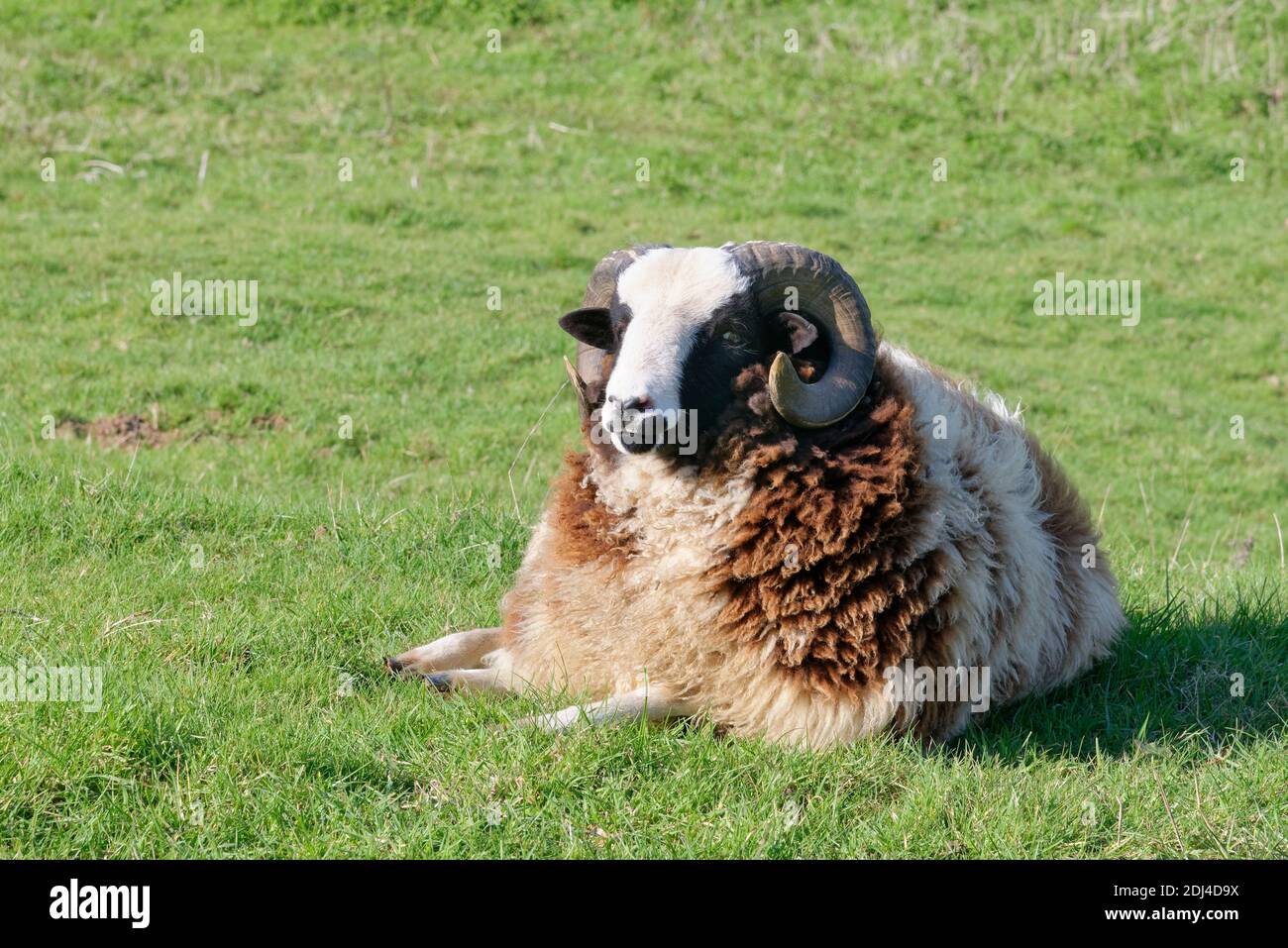 Jacob Sheep (Ovis aries) RAM, un'antica razza britannica, che riposa su pascoli, Bowood Park, Wiltshire, UK, marzo. Foto Stock