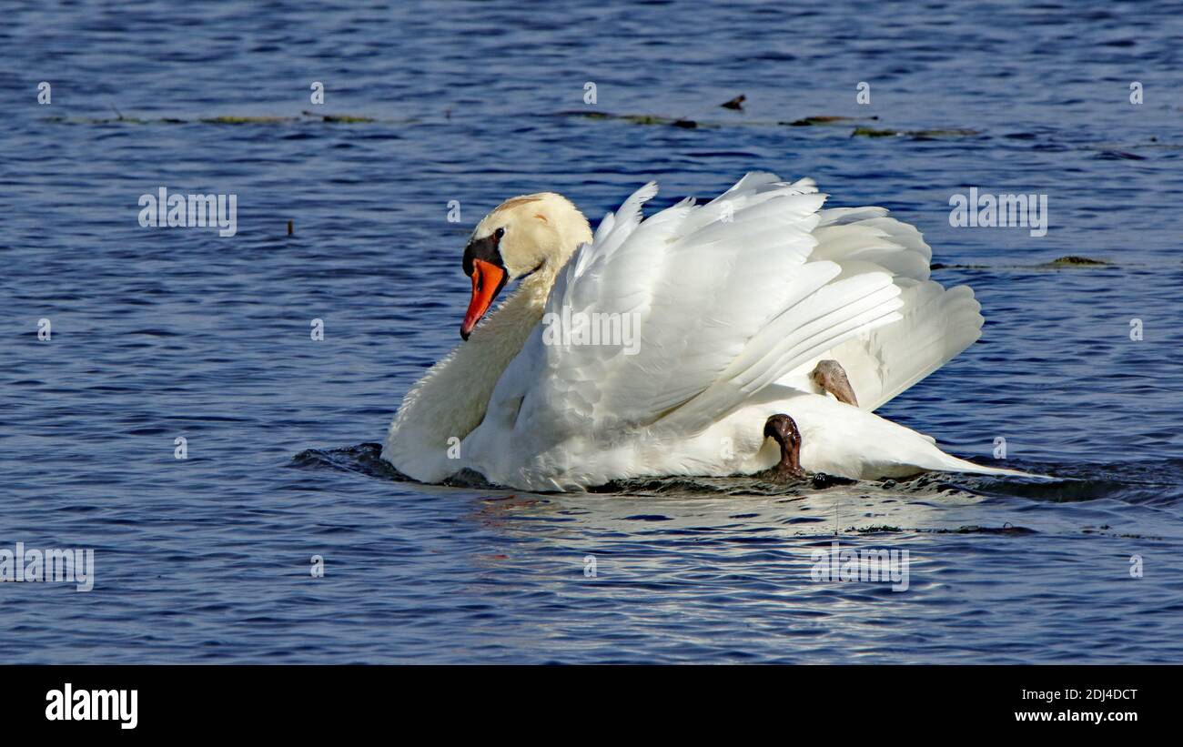 Un muto swan in un laghetto con acqua blu e. increspature Foto Stock