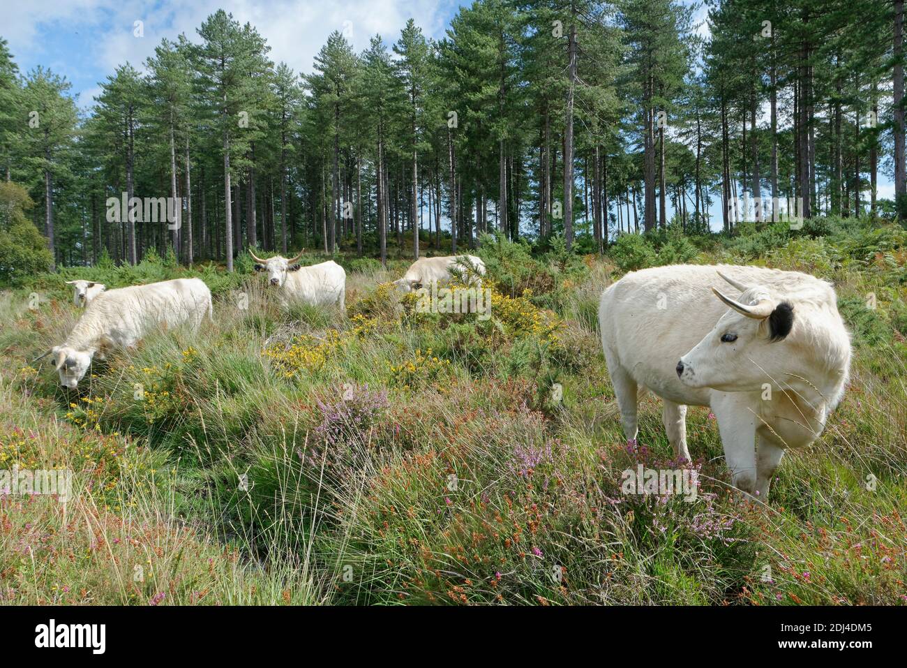 White Park Cattle (Bos taurus), un'antica razza britannica, brughiera per ridurre la crescita della macchia, Rempstone Heath, Dorset, Regno Unito, agosto. Foto Stock