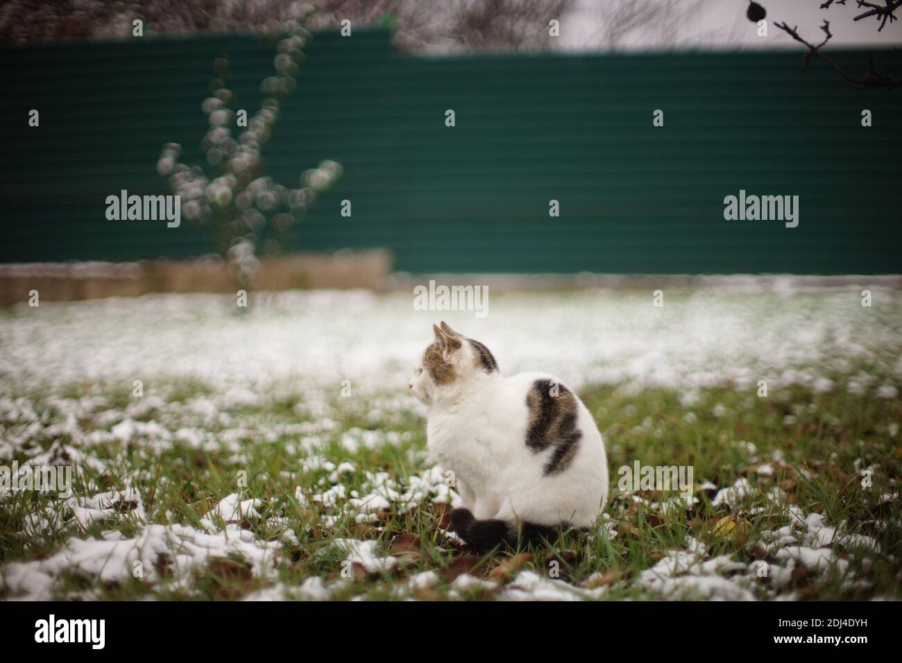 Solo gatto bianco macchiato seduto nel giardino d'inverno. Foto Stock