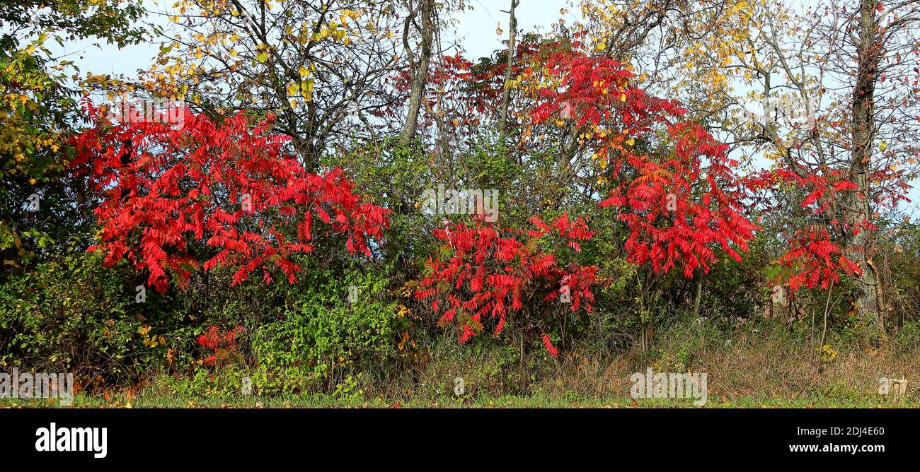 Cespugli di Sumac rosso lungo una strada in autunno nel Michigan Foto Stock