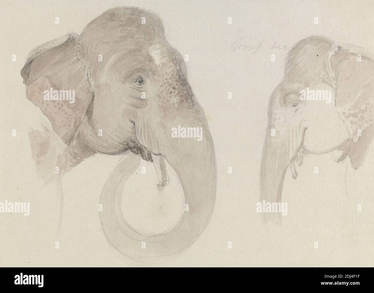Due Studi di un capo di elefante indiano, Thomas Daniell, 1749–1840, britannico, attivo in India, ca. 1840, Gray wash over graphite on medium, leggermente testurizzato, carta panna defilata, foglio: 7 x 9 5/8 pollici (17.8 x 24.4 cm), arte animale, elefanti (animali), studi Foto Stock