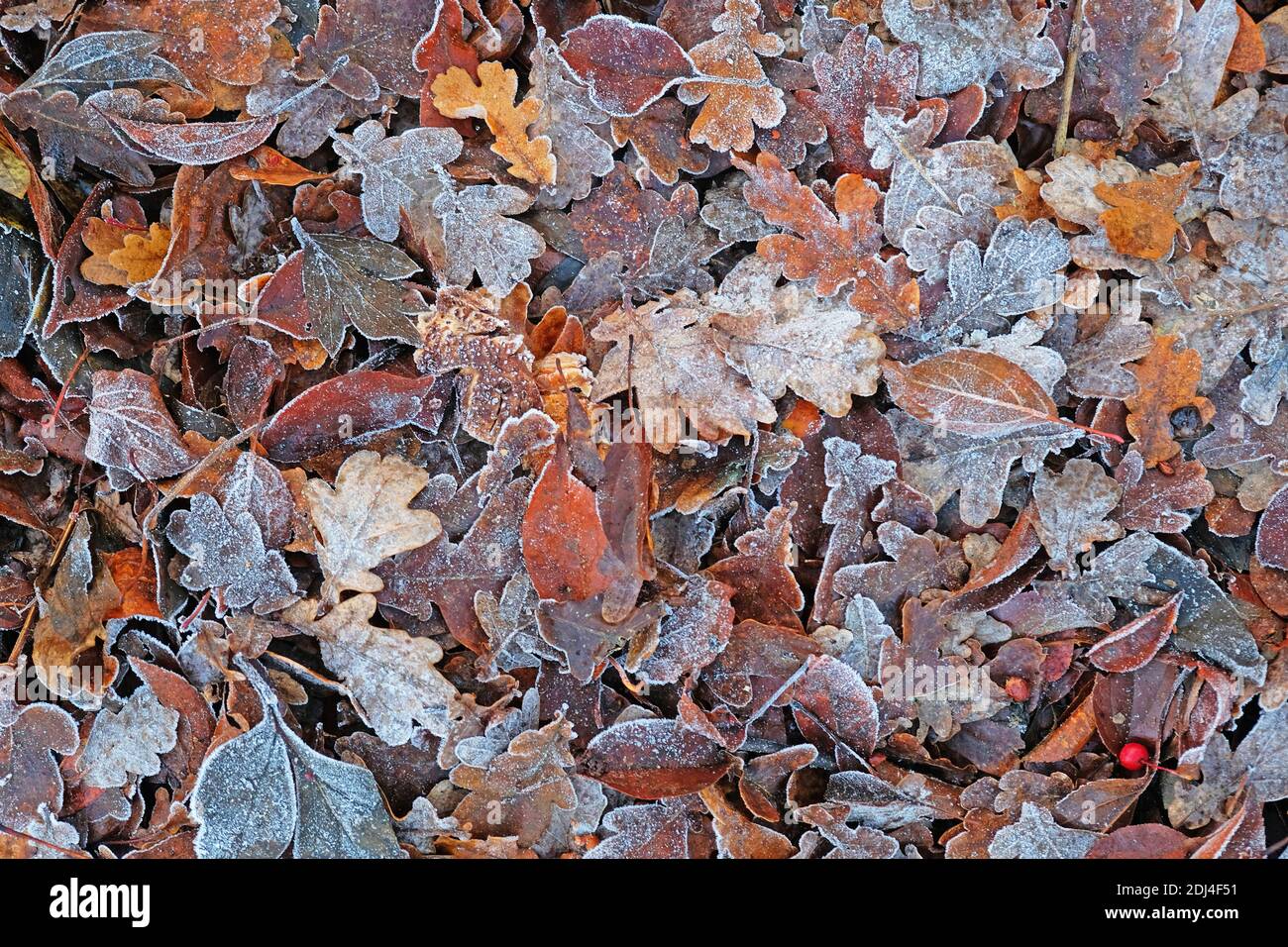 Tappeto di foglie di mattina presto dopo un gelo duro REGNO UNITO Foto Stock