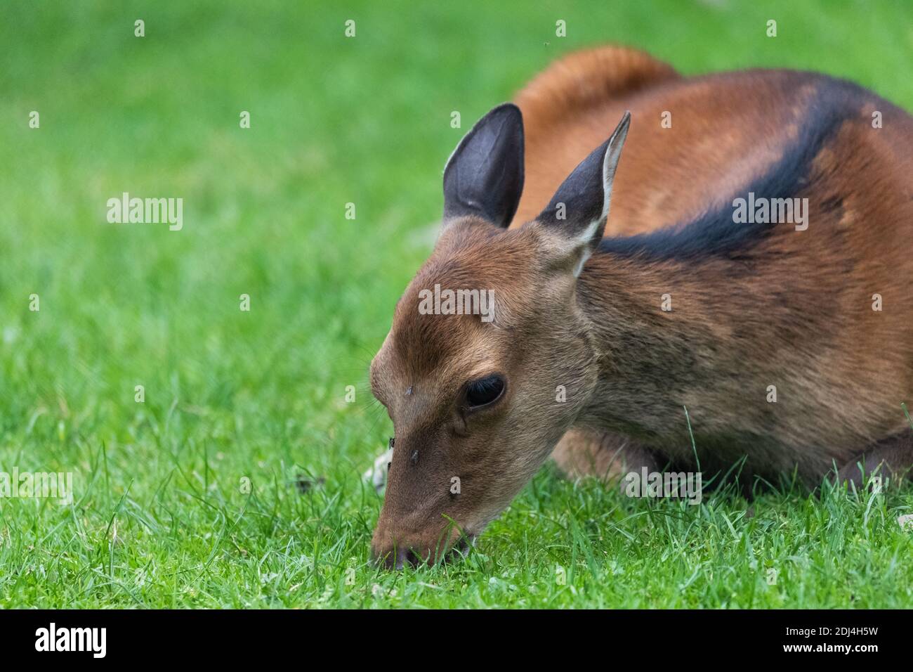 Un'immagine isolata di un cervo pegno scattato nelle alpi Foto Stock
