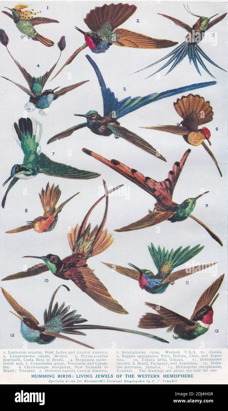 Illustrazioni d'epoca degli uccelli umoranti: Gioielli viventi dell'emisfero occidentale del 1900. Foto Stock