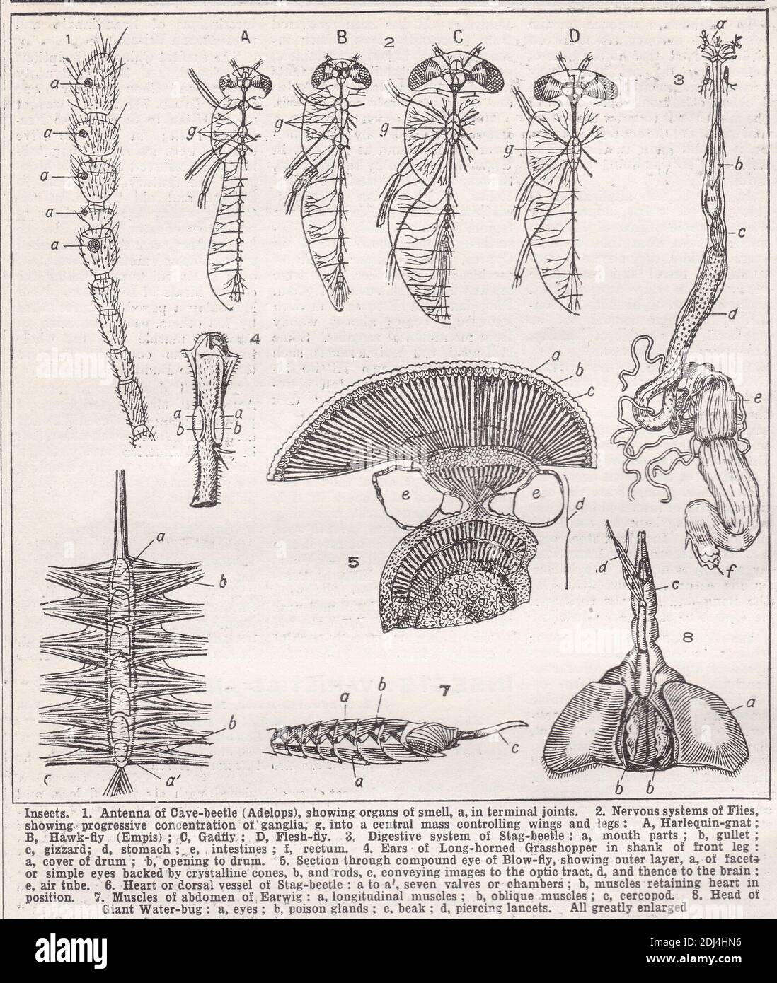 Illustrazioni d'epoca di insetti 1900. Foto Stock