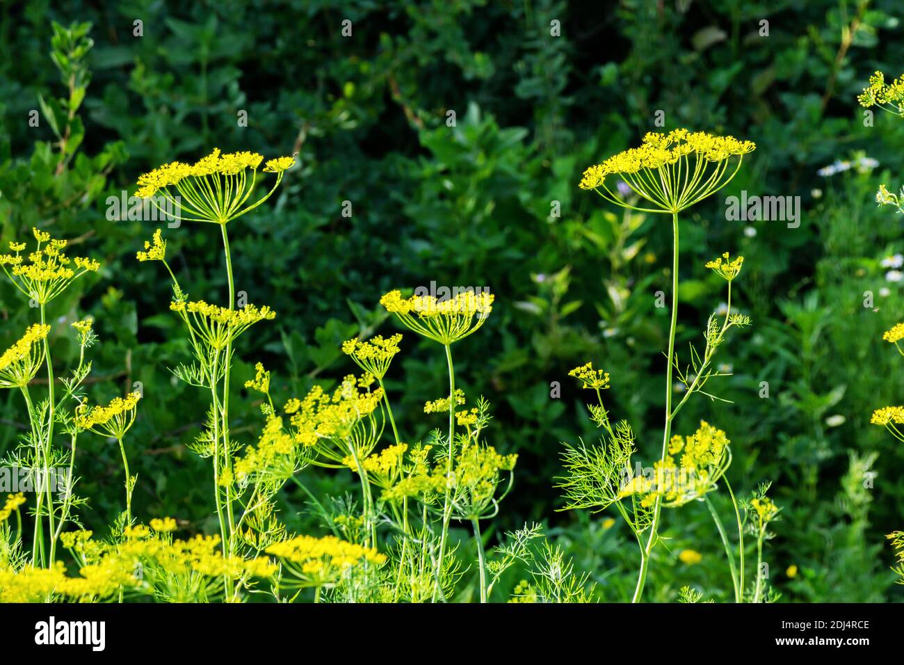 Fitta di aneto da giardino con ombrelloni su un terreno da giardino in una giornata estiva di sole. Foto Stock