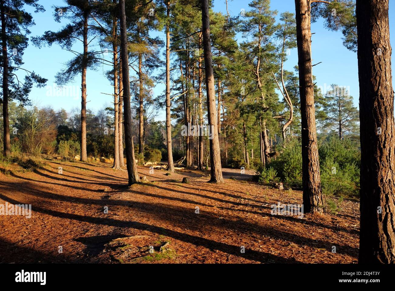 Lunghe ombre sul pavimento della foresta mentre il sole invernale tramonta su Blackheath Common, Surrey, Regno Unito Foto Stock
