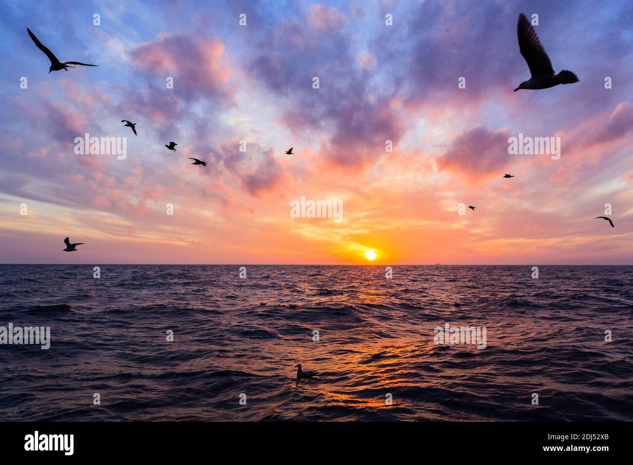 Gabbiani in volo sul mare al tramonto. Tramonto sul Mar del Giappone con spettacolare panorama del cielo. Russia. Vladivostok. Foto Stock