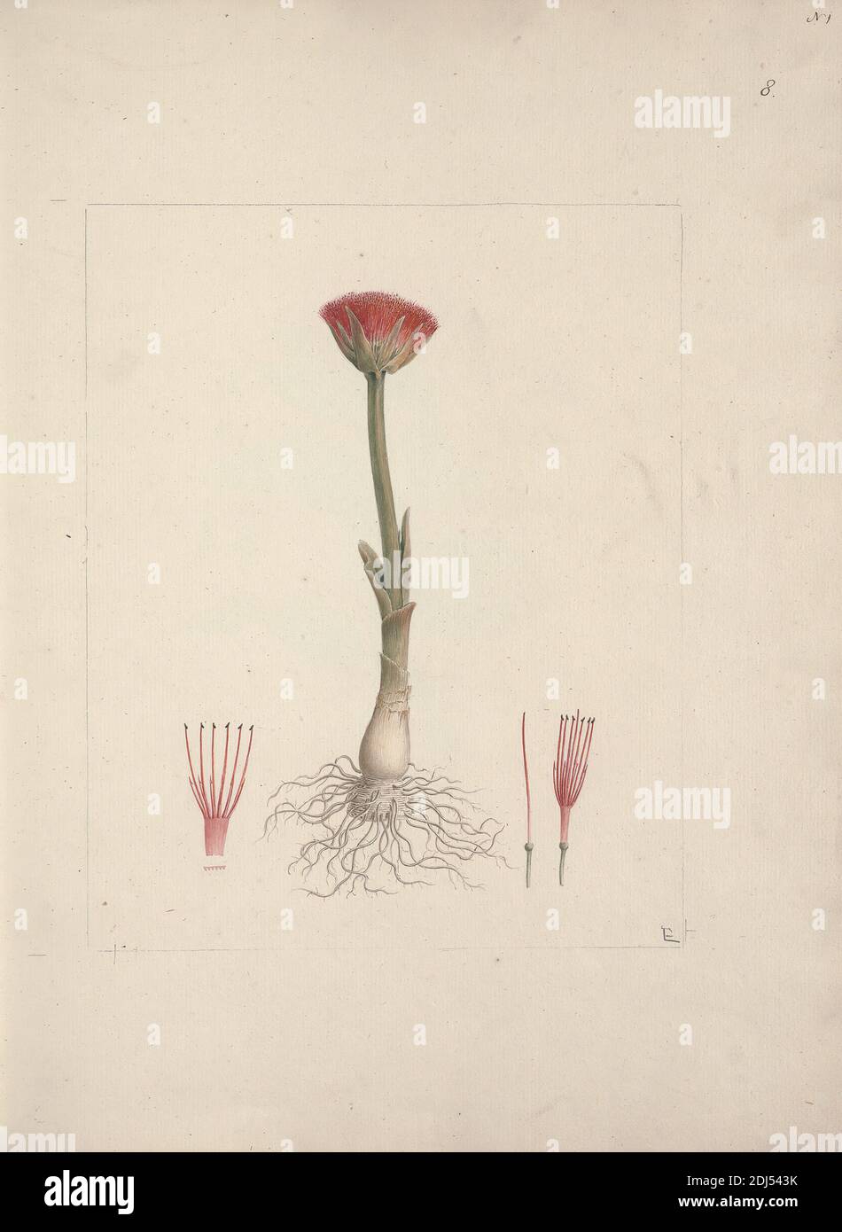 Scadoxus puniceus (L.) Friss&Nordal (Giglio di sangue): Disegno finito con qualche dettaglio, Luigi Balugani, 1737–1770, italiano, non satinato, acquerello e gouache su grafite media, leggermente testurizzata, carta panna, foglio: 15 15/16 × 12 5/16 pollici (40.5 × 31.3 cm) e rilegatura: 16 1/4 pollici (41.3 cm Foto Stock